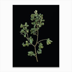 Vintage European Buckthorn Botanical Illustration on Solid Black Canvas Print