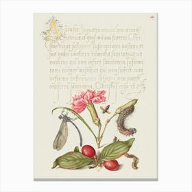 Damselfly, Carnation, Firebug, Caterpillar, Carnelian Cherry, And Centipede From Mira Calligraphiae Monumenta, Joris Hoefnagel Canvas Print