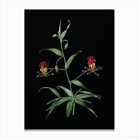 Vintage Flame Lily Botanical Illustration on Solid Black n.0204 Canvas Print