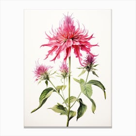 Pressed Flower Botanical Art Bee Balm 3 Canvas Print