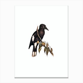Vintage Hill Crow Shrike Bird Illustration on Pure White n.0294 Canvas Print