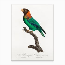 The Caica Parrot From Natural History Of Parrots, Francois Levaillant Canvas Print