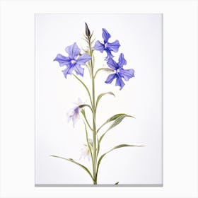 Pressed Wildflower Botanical Art Great Lobelia Canvas Print