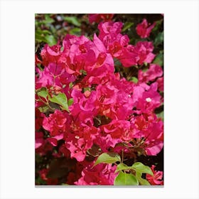 Pink bougainvillea flowers Canvas Print