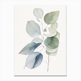 Eucalyptus Illustration Canvas Print
