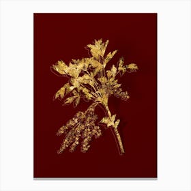 Vintage Shrub Yellowroot Botanical in Gold on Red n.0579 Canvas Print