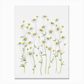 Matricaria Daisy Canvas Print