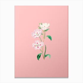 Vintage Pink Oenothera Flower Botanical on Soft Pink n.0255 Canvas Print