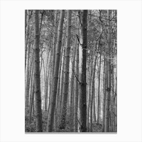 Black And White Forest Canvas Print