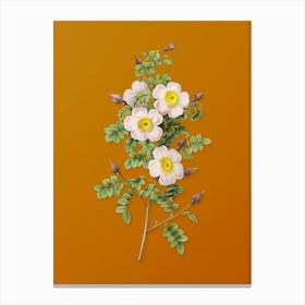 Vintage Thornless Burnet Rose Botanical on Sunset Orange n.0561 Canvas Print