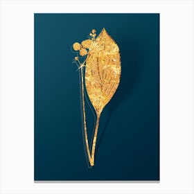 Vintage Bulltongue Arrowhead Botanical in Gold on Teal Blue n.0095 Canvas Print