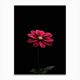 Single Pink Flower On Black Background 3 Canvas Print