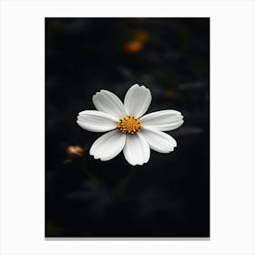 White Daisy 1 Canvas Print