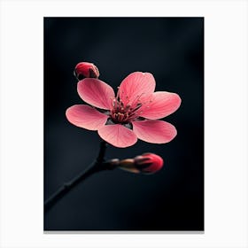 Cherry Blossom 9 Canvas Print