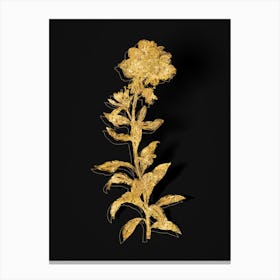 Vintage Yellow Wallflower Bloom Botanical in Gold on Black n.0298 Canvas Print