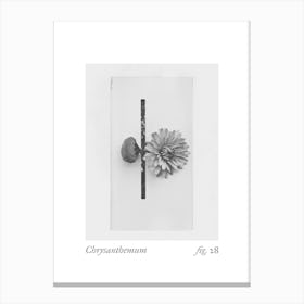Chrysanthemum Botanical Collage 4 Canvas Print