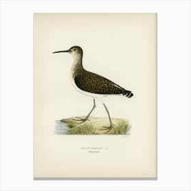 Green Sandpiper, The Von Wright Brothers Canvas Print