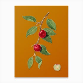 Vintage Cherry Plum Botanical on Sunset Orange n.0202 Canvas Print