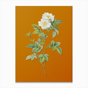 Vintage White Anjou Roses Botanical on Sunset Orange n.0693 Canvas Print
