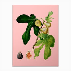Vintage Figs Botanical on Soft Pink n.0328 Canvas Print