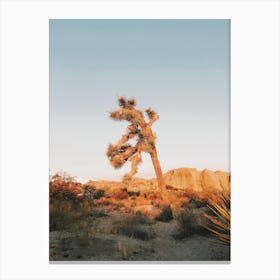 Sunrise On Joshua Tree Canvas Print