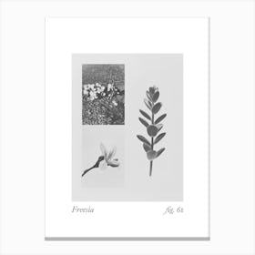 Freesia Botanical Collage 3 Canvas Print