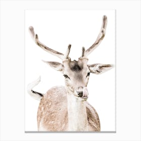 Deer With Antlers Canvas Print