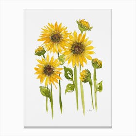 Sunflower Field Canvas Print