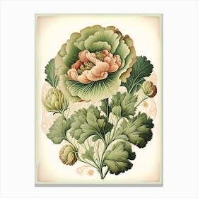 Ranunculus Floral 1 Botanical Vintage Poster Flower Canvas Print