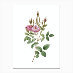 Vintage Mossy Pompon Rose Botanical Illustration on Pure White n.0741 Canvas Print