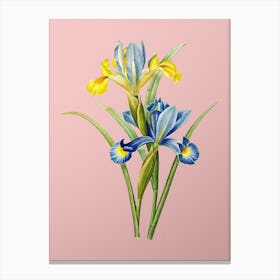 Vintage Spanish Iris Botanical on Soft Pink n.0708 Canvas Print