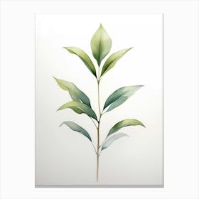 Green Tea Plant Canvas Print