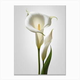 White Calla Lily 4 Canvas Print