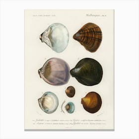 Different Types Of Mollusks, Charles Dessalines D'Orbigny 7 Canvas Print