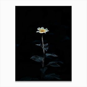 Single Flower In The Dark 14 Canvas Print