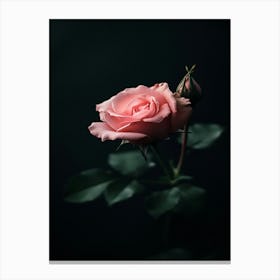 Pink Rose On Black Background 88 Canvas Print