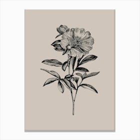 Peony print art Canvas Print