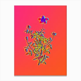 Neon Single Dwarf Chinese Rose Botanical in Hot Pink and Electric Blue n.0573 Canvas Print