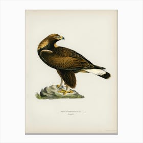 Golden Eagle (Aquila Chrysaetos), The Von Wright Brothers Canvas Print