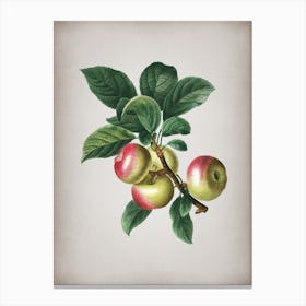 Vintage Apple Botanical on Parchment n.0610 Canvas Print
