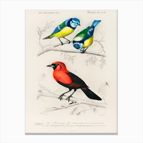 Different Types Of Birds, Charles Dessalines D'Orbigny 3 Canvas Print