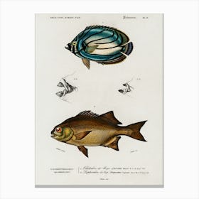 Different Types Of Fishes, Charles Dessalines D'Orbigny 4 Canvas Print