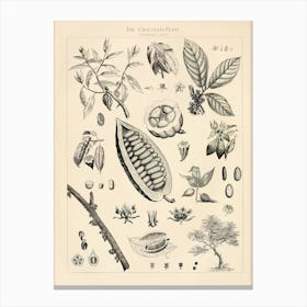 Cacao Vintage Illustration Canvas Print