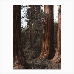 Nature Redwood Trees Canvas Print