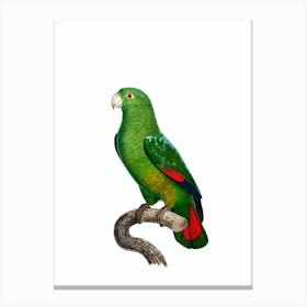 Vintage Black Billed Amazon Parrot Bird Illustration on Pure White n.0031 Canvas Print