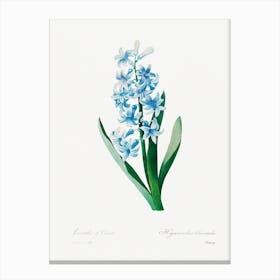 Blue Hyacinth, Pierre Joseph Redouté  Canvas Print