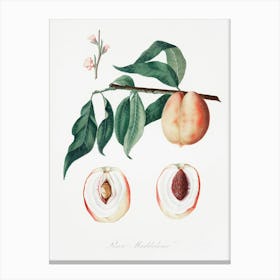 Peach (Persica Magdalena) From Pomona Italiana (1817 - 1839), Giorgio Gallesio Canvas Print