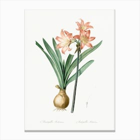 Amaryllis Belladonna Illustration, Pierre Joseph Redoute Canvas Print