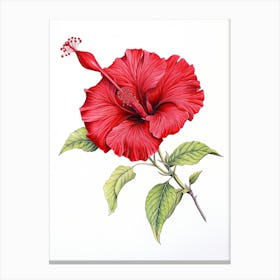 Hibiscus Flower Vintage Botanical 3 Canvas Print