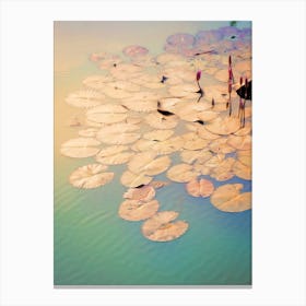 Water Lilies Vietnam Canvas Print